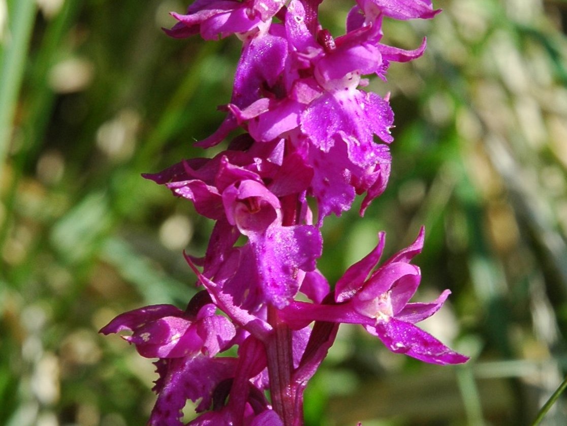 Orchis mascula della Lombardia.